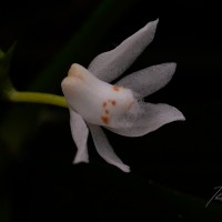 Thrixspermum pulchellum (Thwaites) Schltr.